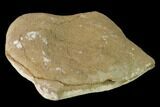Cretaceous Fossil Leaf in Sandstone (Pos/Neg) - Kansas #143487-1